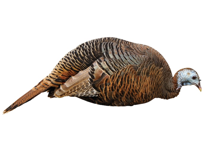 Montana Decoy Dinner Belle Hen Turkey Decoy