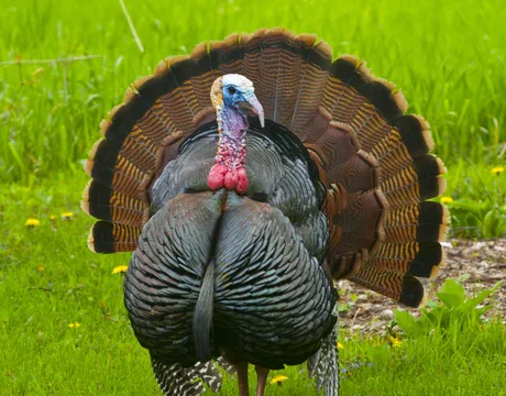 TSS Size 8 Shot For Sale